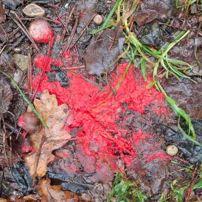 Giftköder-Rosa Pulver-Bild