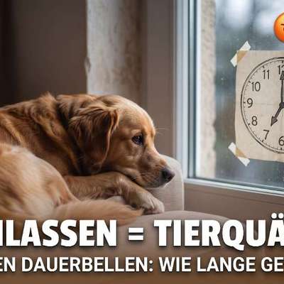 11 Stunden Dauerbellen? Nachbarschaftsfrust, Trennungsstress & Tierschutz – Was meint ihr? 🐾-Beitrag-Bild