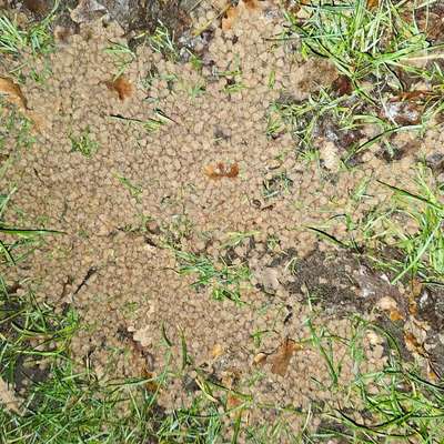 Giftköder-Giftköder -Bild