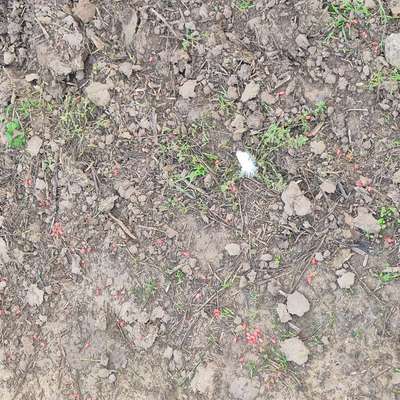 Giftköder-Rote Kügelchen Feld-Bild