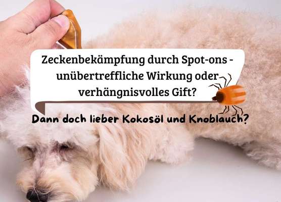 Zeckenbekämpfung durch Spot-ons - unübertreffliche Wirkung oder verhängnisvolles Gift?-Beitrag-Bild