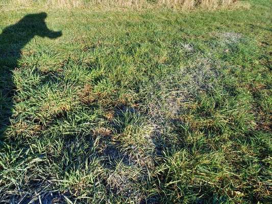 Giftköder-Pulver in Baumwiese (am Wegesrand)-Bild