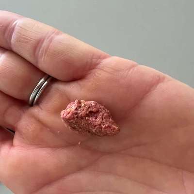 Giftköder-Evtl. Rattengift -Bild