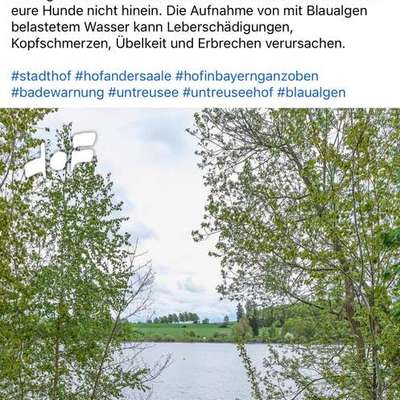 Giftköder-Blaualgen-Bild
