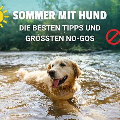 ☀️ Sommer mit Hund – eure besten Tipps & größten No-Gos-Beitrag-Bild