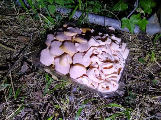 Giftköder-Auffällige Schale mit kleingeschnittenen Würstchen, Schinken und Hundefutter-Bild