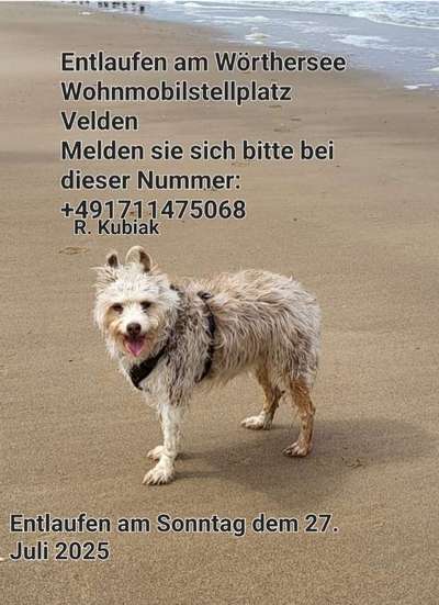 Suchmeldung-Melli-Bild