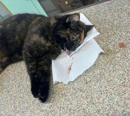 Giftköder-Tote Katze-Bild