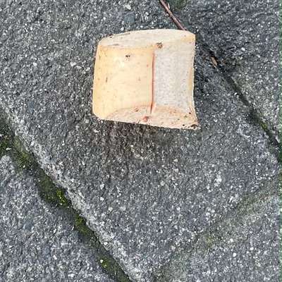 Giftköder-Fleischwurst -Bild