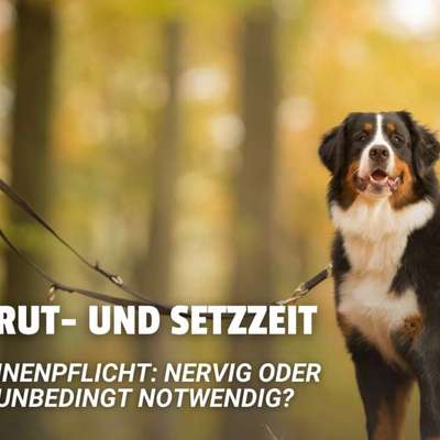 Leinenpflicht – nervige Einschränkung oder sinnvoller Schutz?-Beitrag-Bild