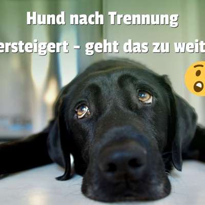 Hund soll nach Trennung versteigert werden – aber wer denkt denn an den Hund? 🐶⚖️-Beitrag-Bild