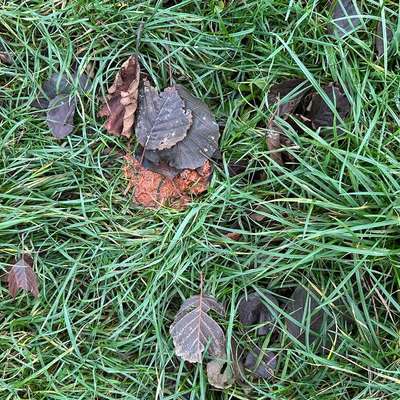 Giftköder-Eventueller Giftköder-Bild