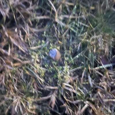 Giftköder-Giftköder -Bild