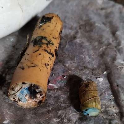 Giftköder-Wiener Wurst mit Ratengift -Bild