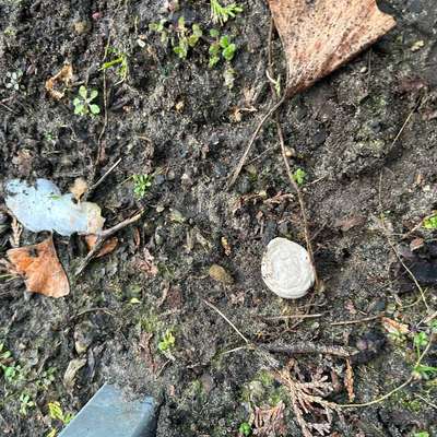 Giftköder-Giftköder (Wurst) -Bild