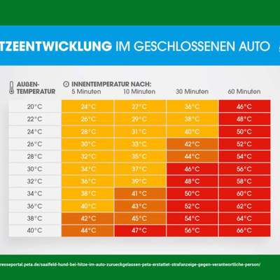 🚗 Hund im heißen Auto – was würdest du tun?-Beitrag-Bild
