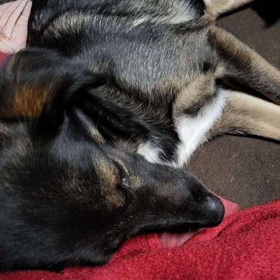 Suchmeldung-Raya-Bild