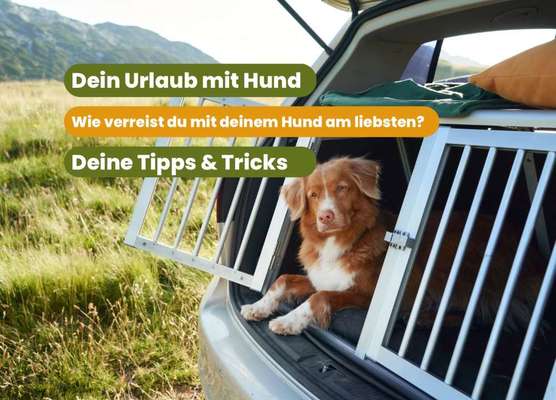 Reisen mit Hund – Eure Erfahrungen und Tipps! 🐾☀️-Beitrag-Bild