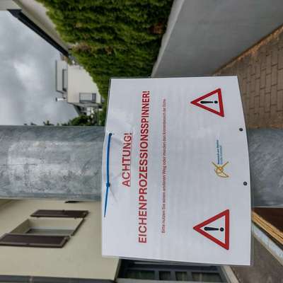 Giftköder-Eichenprozessionsspinner -Bild