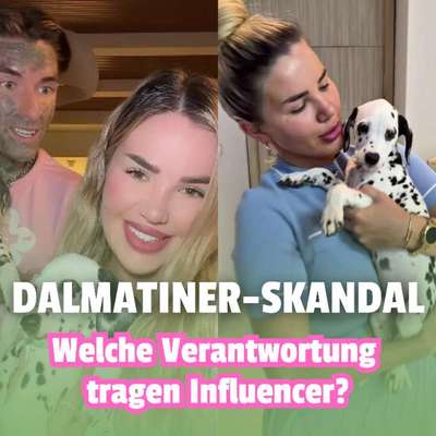 😡 Dalmatiner-Skandal um Kim Virginia – Welche Verantwortung tragen Influencer wirklich? 🤔-Beitrag-Bild