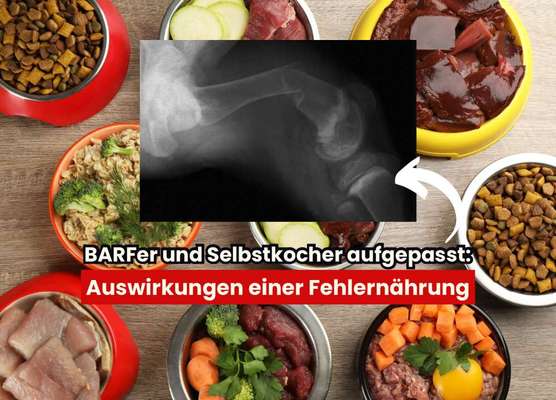 Sind selbst zubereitete Futterrationen gesundheitsgefährdend? Die Gefahren einer unausgewogenen Ernährung-Beitrag-Bild