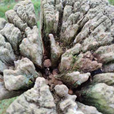 Giftköder-Eventueller (Gift)Köder-Bild