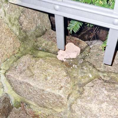 Giftköder-Mögl. Giftköder-Bild