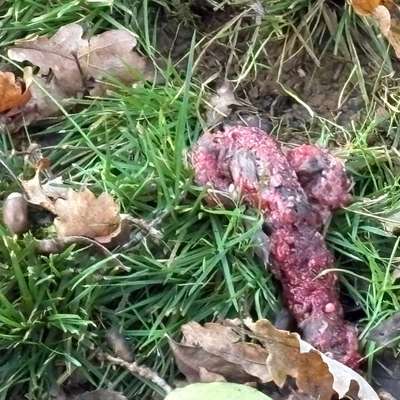 Giftköder-Giftköder Rattengift -Bild