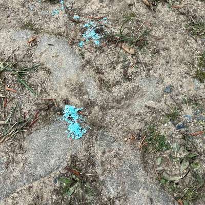 Giftköder-Viele blaue Tabletten auf der Wiese-Bild