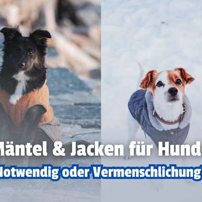 ❄️🐶 Jacken und Mäntel für Hunde: Schutz oder Vermenschlichung? Was meint ihr?-Beitrag-Bild