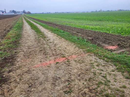 Giftköder-Rattengift Feldweg hinter ÜZW Altheim-Bild