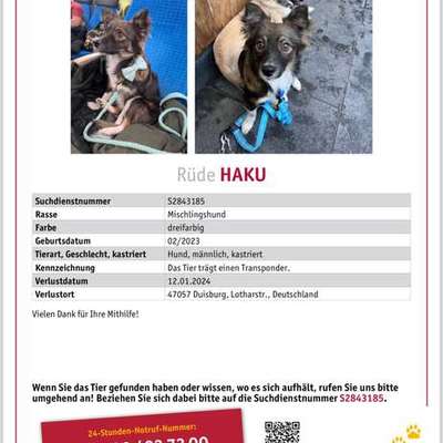 Suchmeldung-Haku-Bild