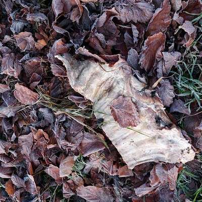 Giftköder-Giftköder Schweinerippe mit weißem Pulver-Bild