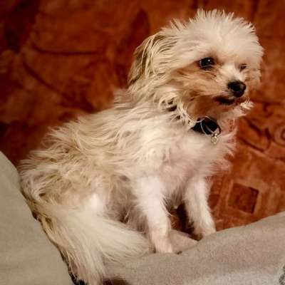 Suchmeldung-Annabelle -Bild