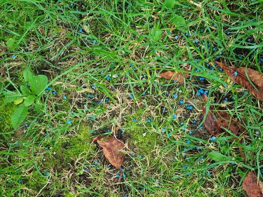 Giftköder-Blaukorn-Bild