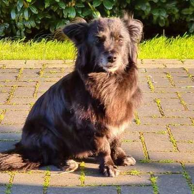 Suchmeldung-Laila-Bild