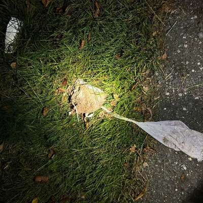 Giftköder-Möglicher Giftköder-Bild