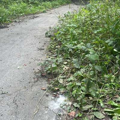 Giftköder-Weißes Pulver überall in den Wälder um Büsnau, sowie am Bach -Bild