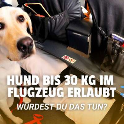 🐶✈️ Große Hunde bald im Flugzeug - gute Idee oder völliger Wahnsinn?-Beitrag-Bild