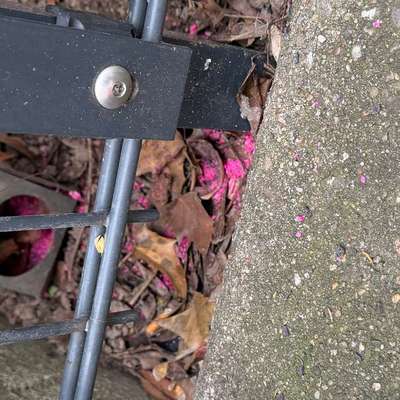 Giftköder-Rattengift -Bild