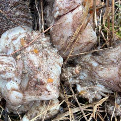 Giftköder-Potenzielle Gefahr-Bild