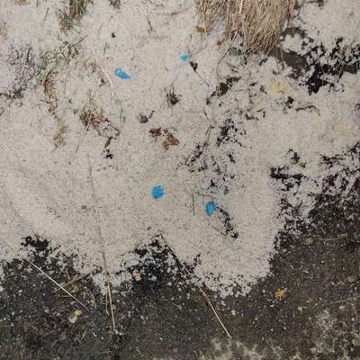 Giftköder-Giftköder-Bild