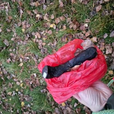 Giftköder-Präparierte Wurst - möglicher Giftköder-Bild