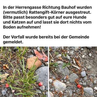 Giftköder-ACHTUNG! (vermutlich) Rattengift! -Bild