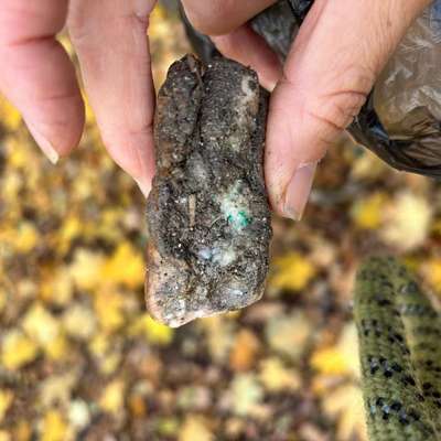 Giftköder-Speckschwarte mit grünem Pulver-Bild