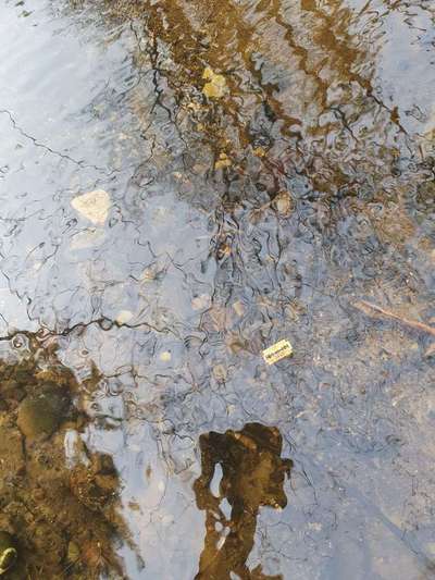 Giftköder-Giftköder-Bild