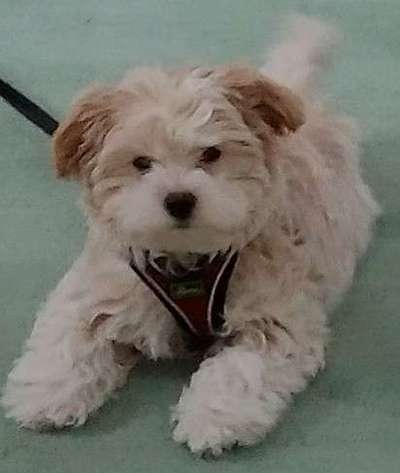 Warum liebst du deinen Hund?-Beitrag-Bild