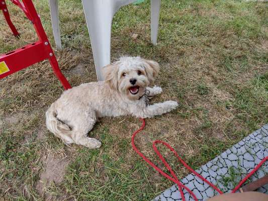 Welche Hunderasse-Beitrag-Bild