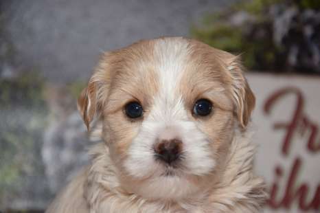 Welche Hunderasse-Beitrag-Bild