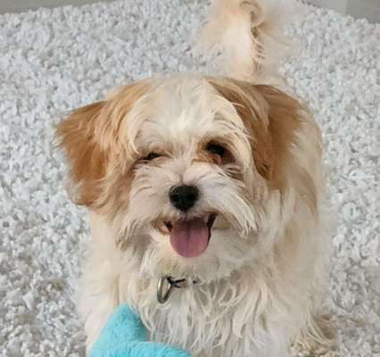 Warum liebst du deinen Hund?-Beitrag-Bild